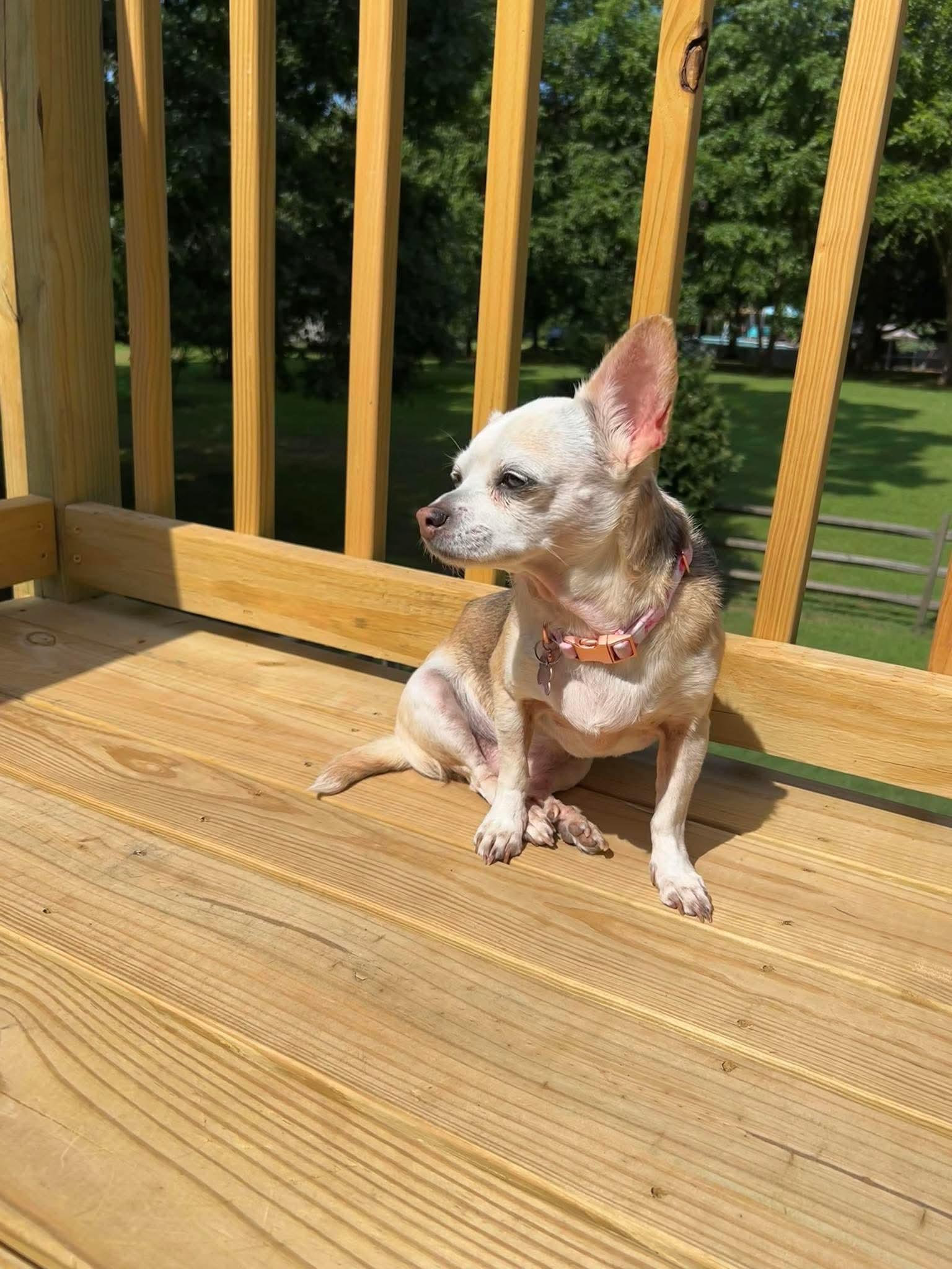 Poptart