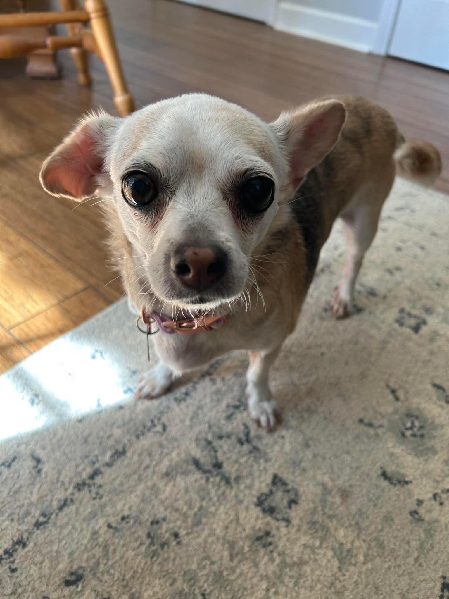 Poptart