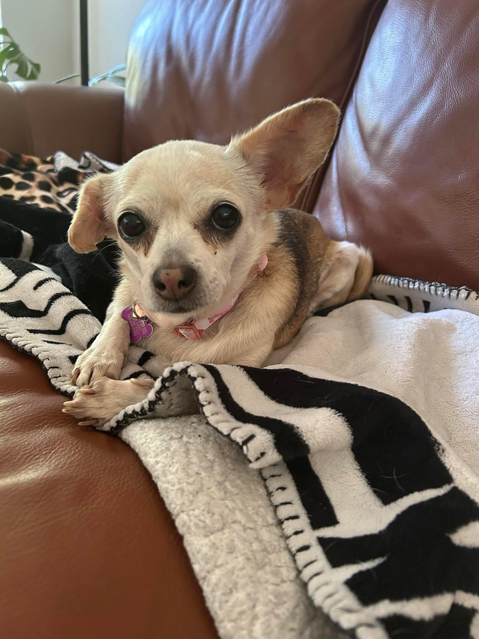 Poptart
