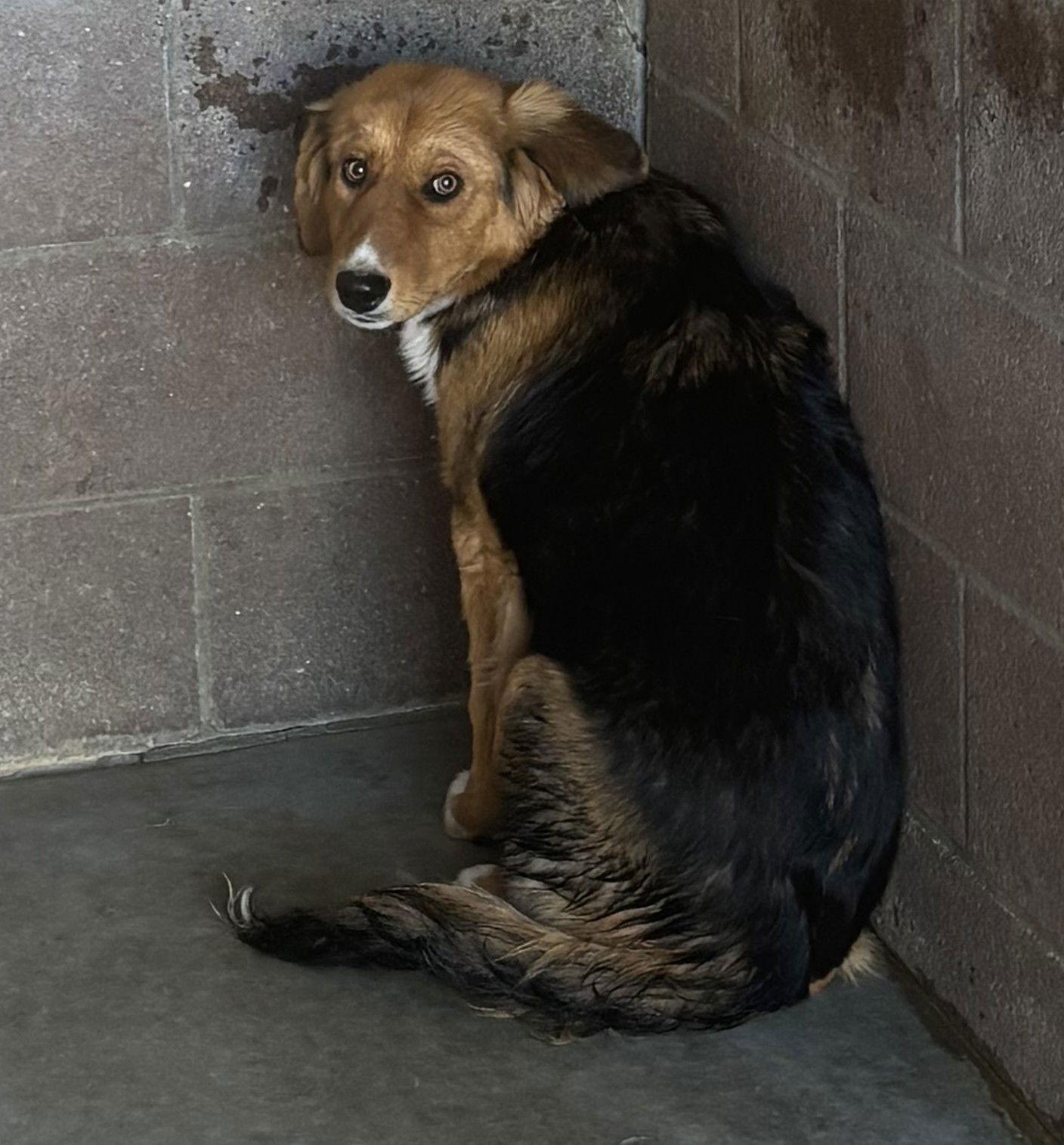 Enlarge Hooba, a Adoptable Shepherd in Las Vegas, NM image 1/1
