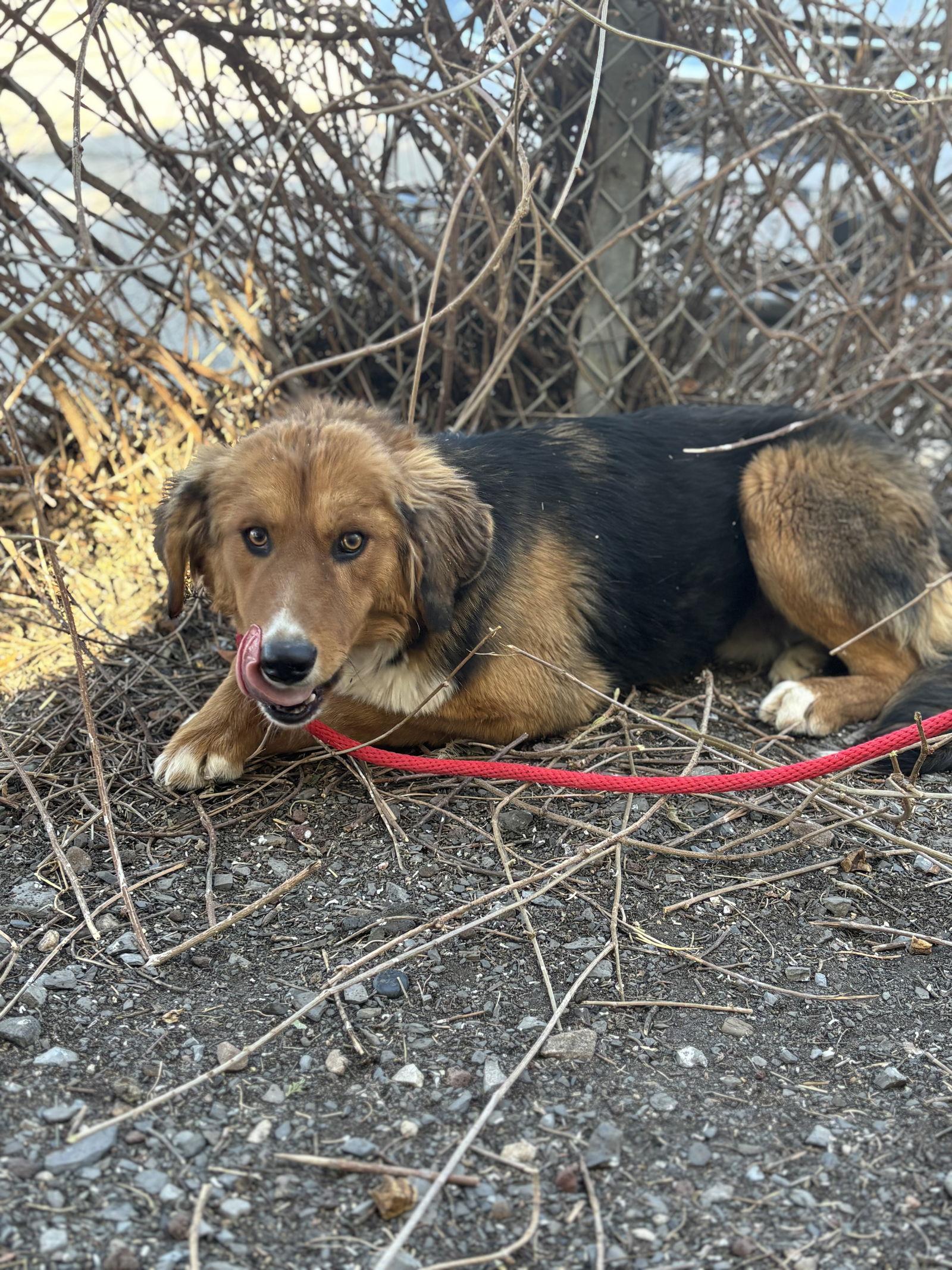 Hooba, Adoptable, Young Male Shepherd.