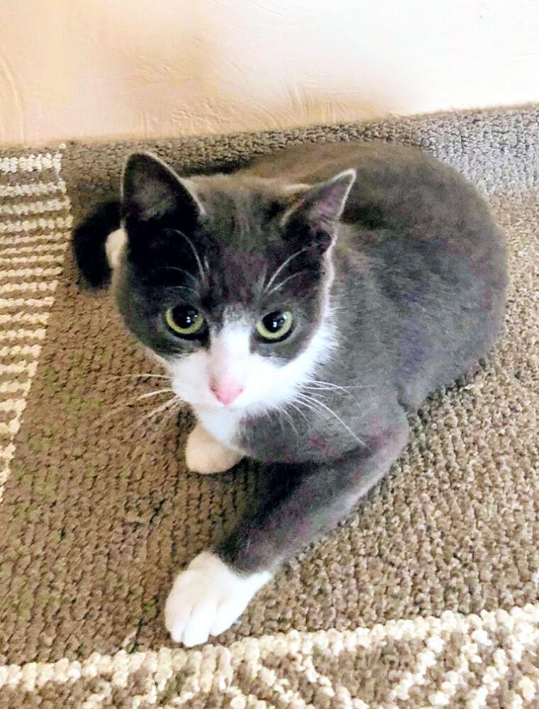 Penni, Adoptable, Kitten Female Domestic Short Hair.