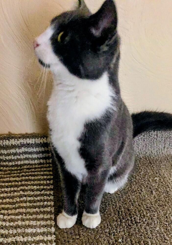 Enlarge Penni, a Adoptable Domestic Short Hair in Springdale, PA image 2/3