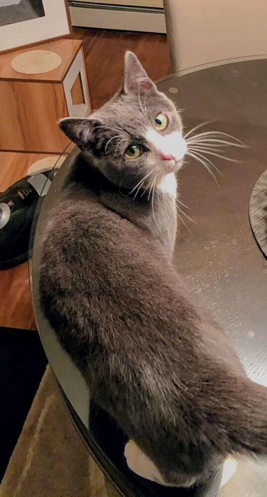 Enlarge Penni, a Adoptable Domestic Short Hair in Springdale, PA image 3/3