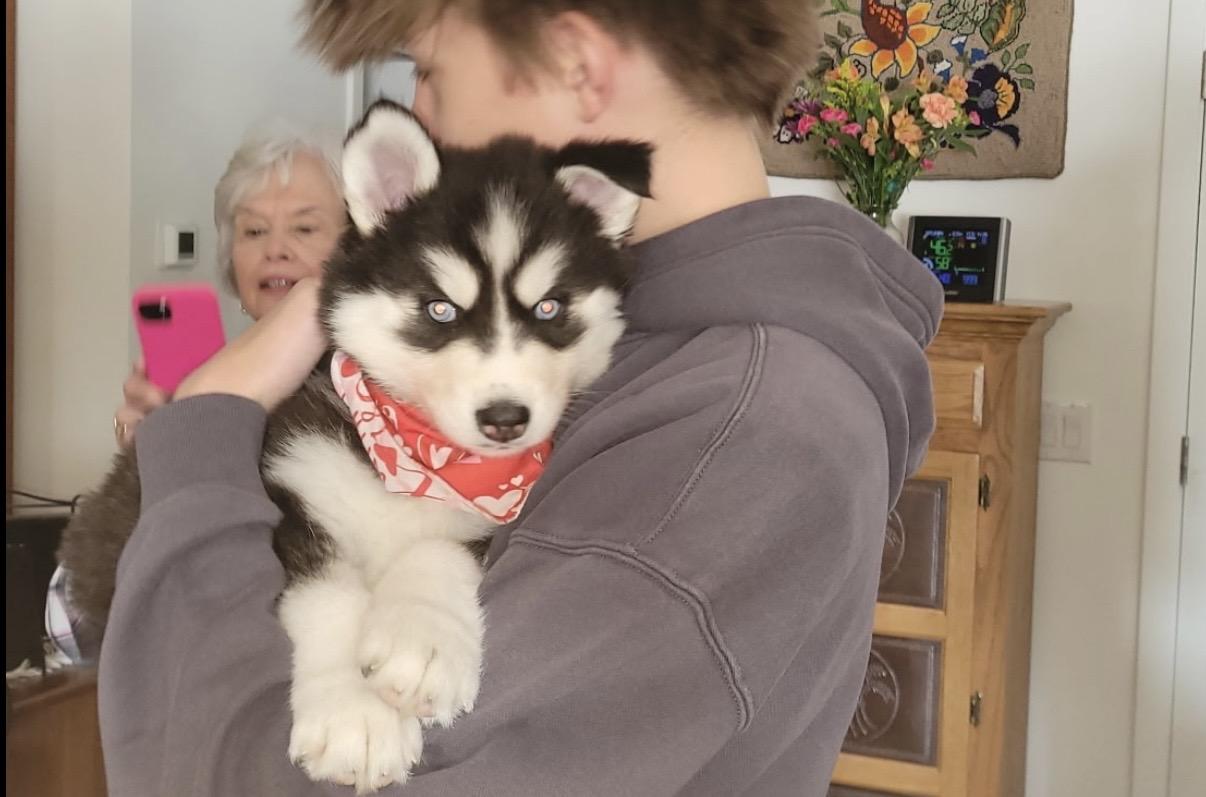 Tuva, a ADOPTABLE Siberian Husky in Cleveland, OH image 2/4