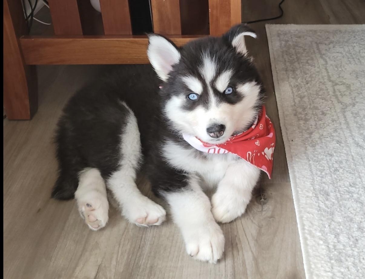 Tuva, a ADOPTABLE Siberian Husky in Cleveland, OH image 1/4