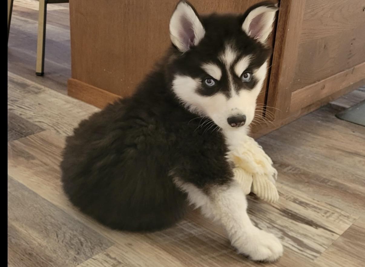 Tuva, a ADOPTABLE Siberian Husky in Cleveland, OH image 4/4