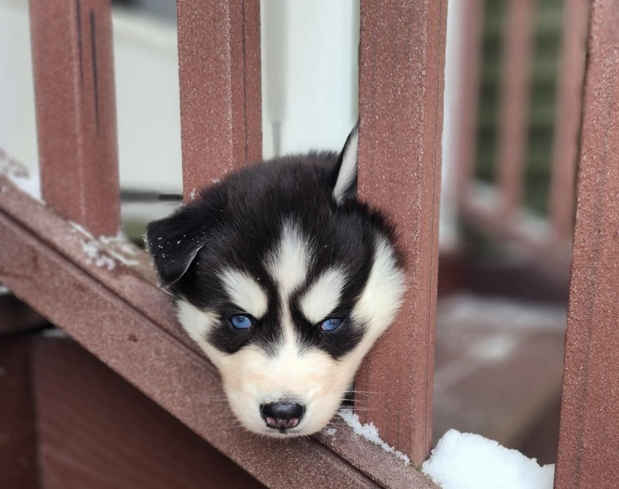 Tuva, a ADOPTABLE Siberian Husky in Cleveland, OH image 3/4