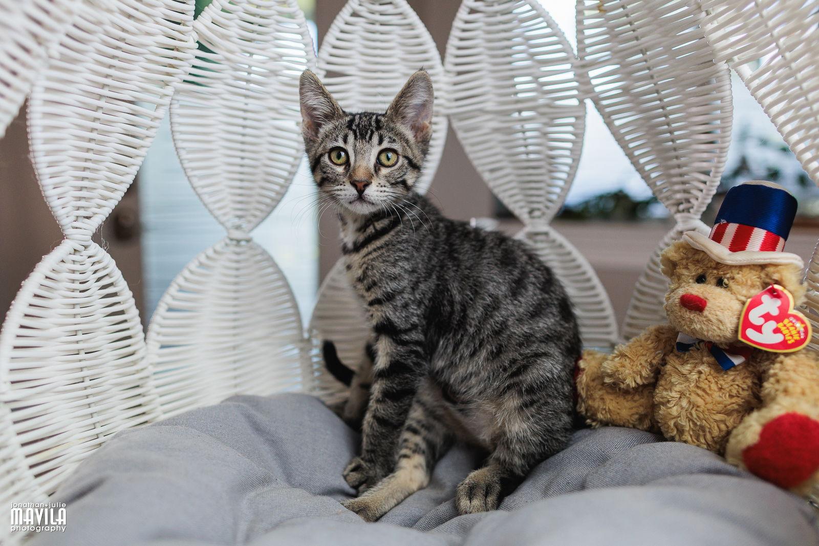 Enlarge Major, a Adopted Domestic Short Hair in Lighthouse Point, FL image 1/3