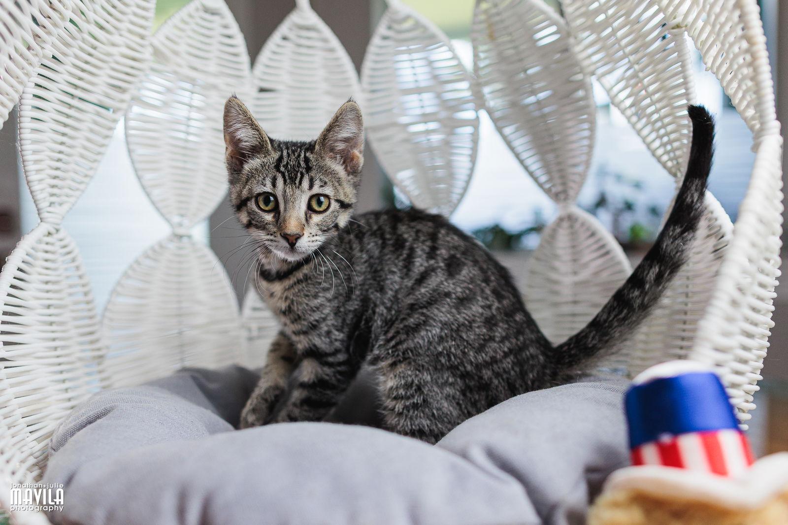 Enlarge Major, a Adopted Domestic Short Hair in Lighthouse Point, FL image 2/3