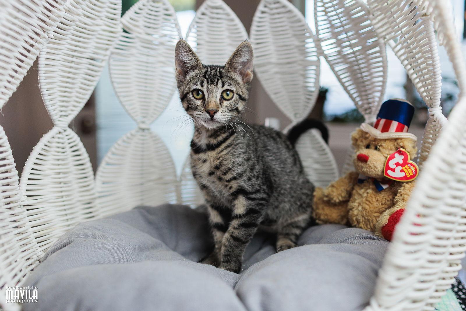 Enlarge Major, a Adopted Domestic Short Hair in Lighthouse Point, FL image 3/3