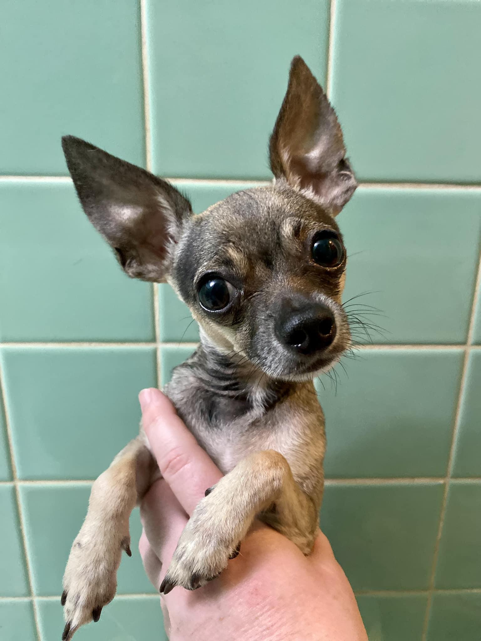 Mr. Bubbles - ADOPTED! photo 1