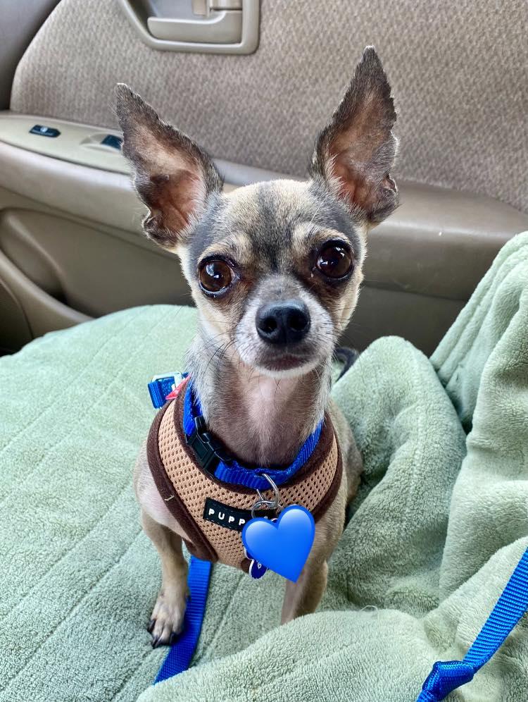 Mr. Bubbles - ADOPTED! photo 3