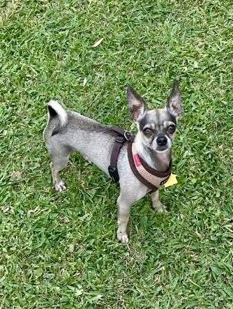 Mr. Bubbles - ADOPTED! photo 4