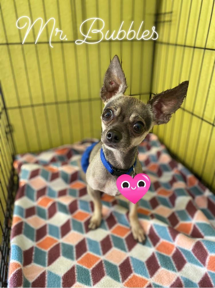 Mr. Bubbles - ADOPTED! photo 2