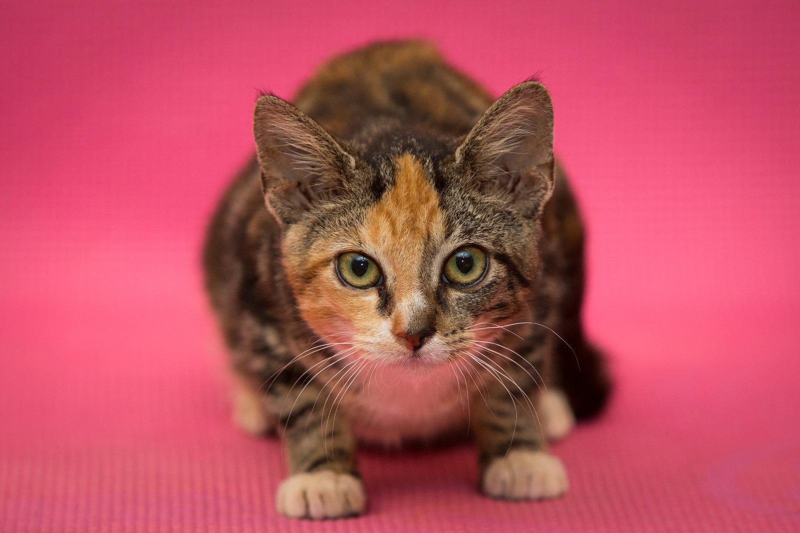 Enlarge Elf, a Adoptable Domestic Short Hair in Enterprise, FL image 1/2