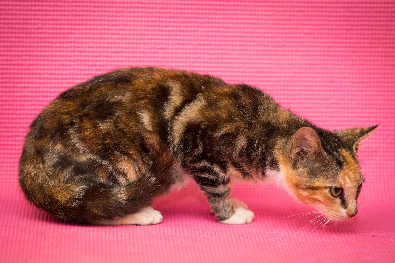 Enlarge Elf, a Adoptable Domestic Short Hair in Enterprise, FL image 2/2