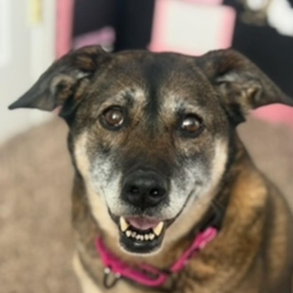 Enlarge Jazzy, a Adoptable mixed breed in Chillicothe, IL image 2/3