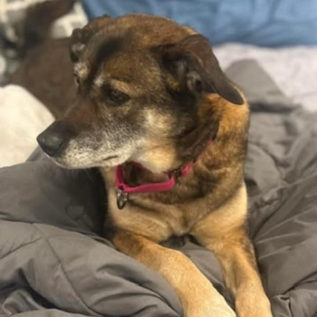 Enlarge Jazzy, a Adoptable mixed breed in Chillicothe, IL image 3/3