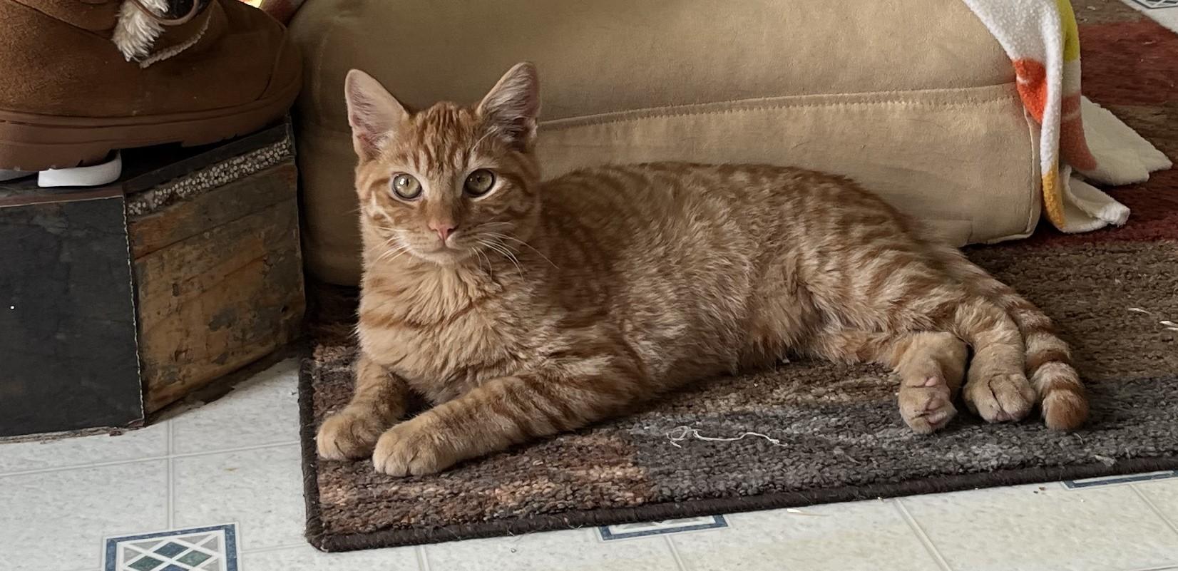 Vespa, adopted, Young Male Domestic Short Hair.