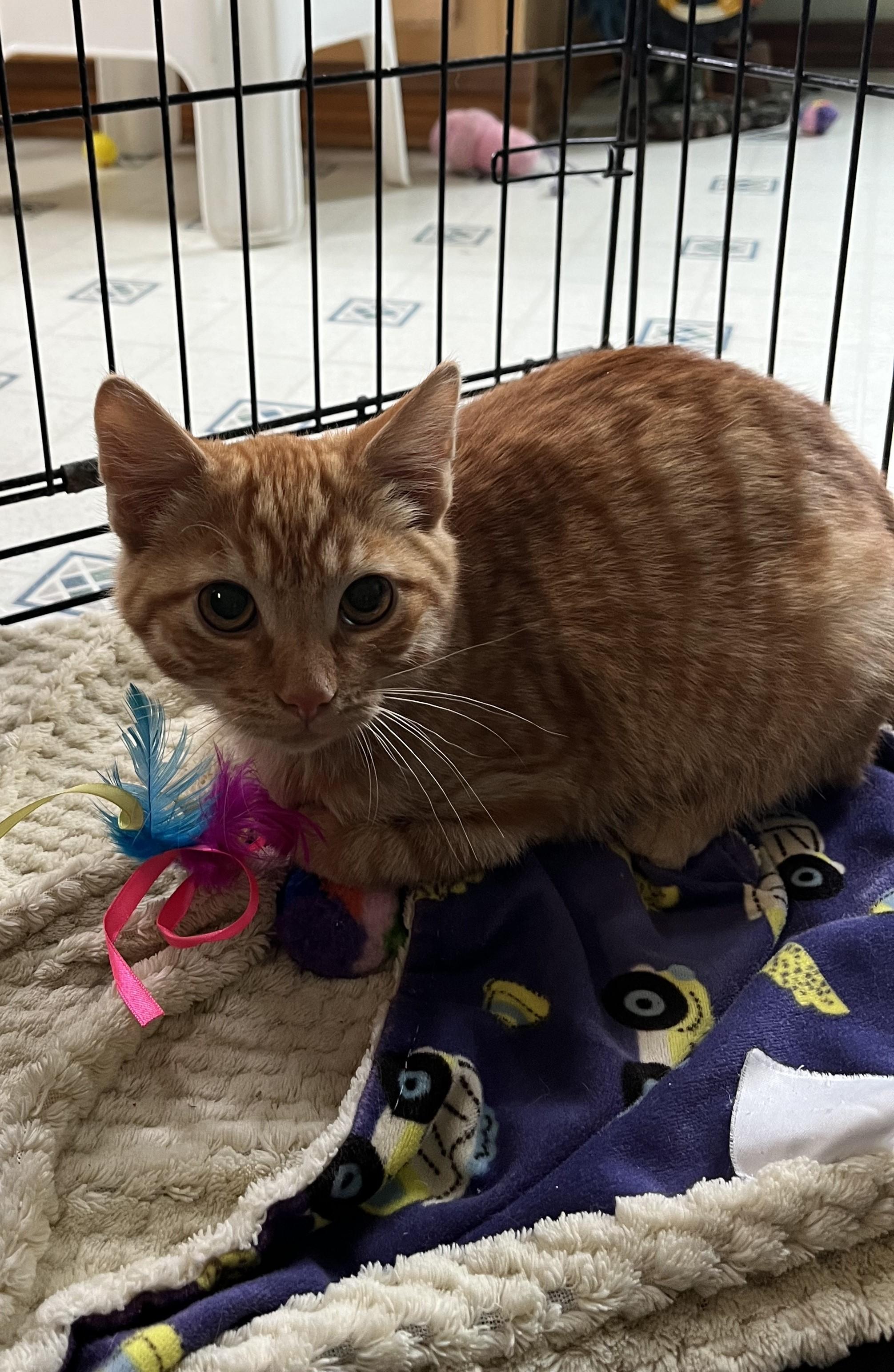 Vespa, an adoptable Domestic Short Hair in Butte, MT, 59701 | Photo Image 2