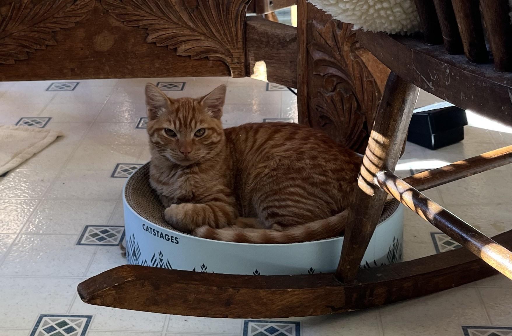 Enlarge Vespa, an adopted Domestic Short Hair in Butte, MT image 3/4