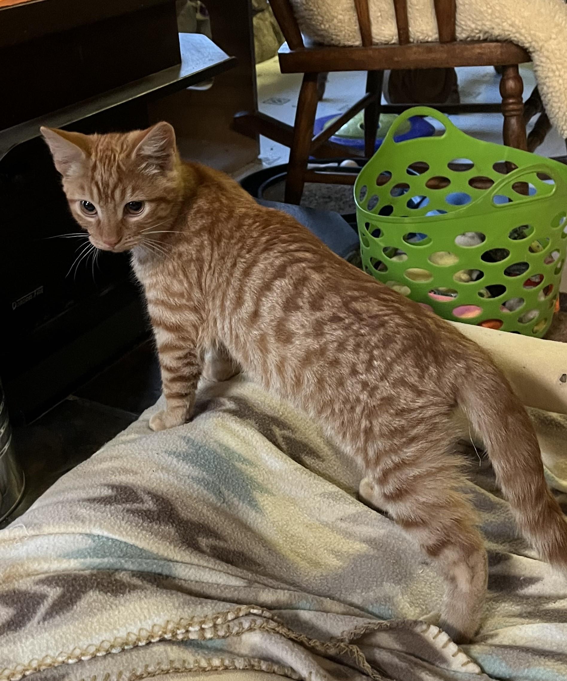 Vespa, an adoptable Domestic Short Hair in Butte, MT, 59701 | Photo Image 3
