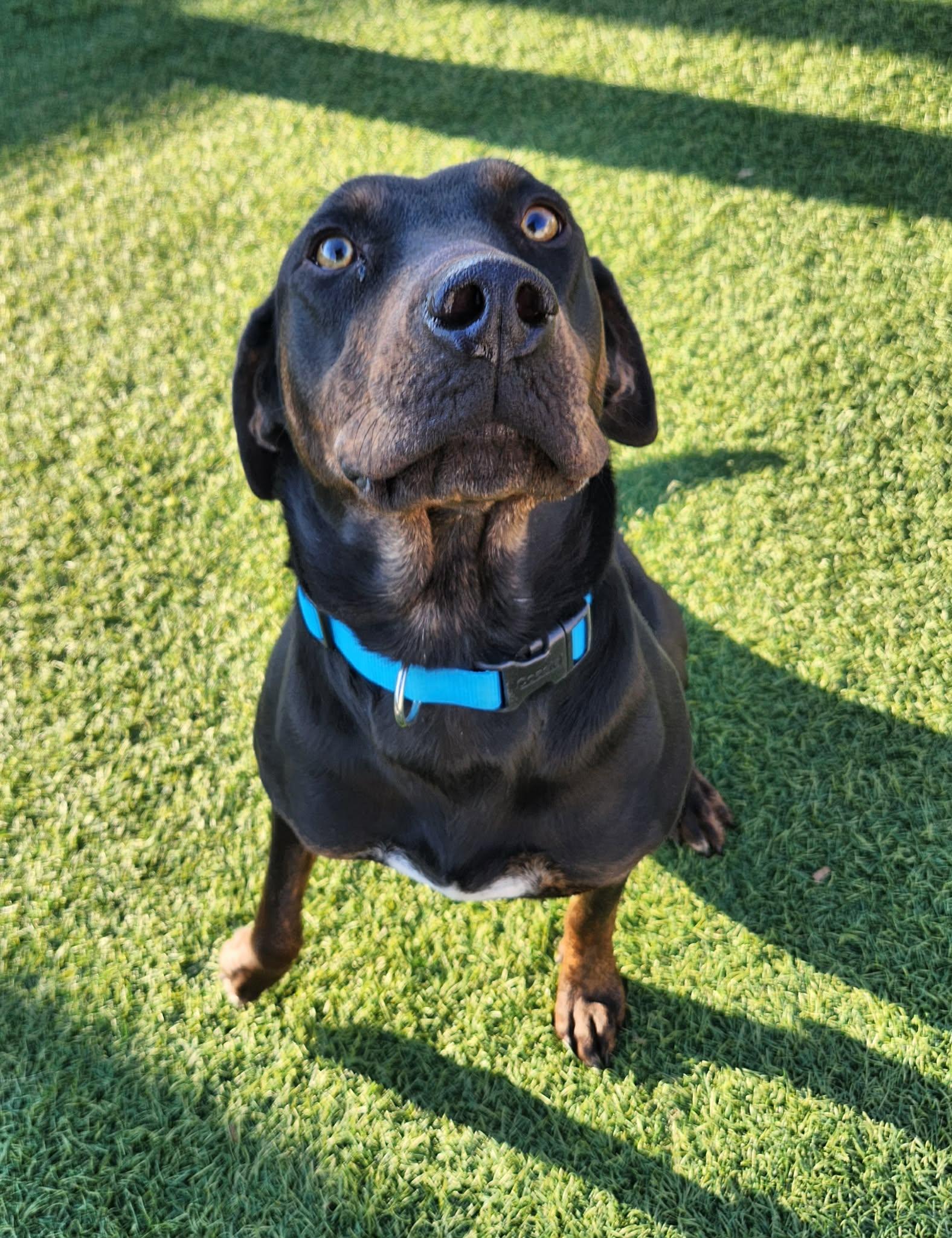 Enlarge Edith , a ADOPTABLE mixed breed in Sparta, WI image 4/4