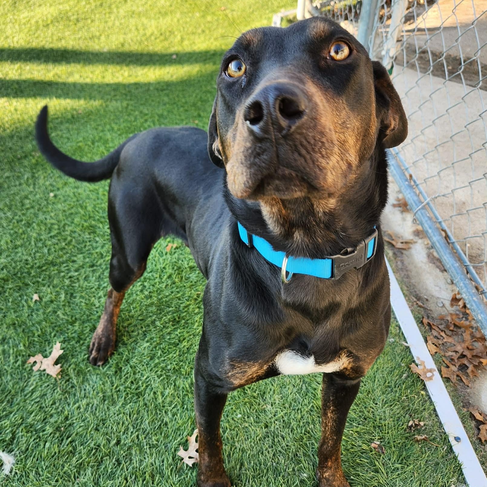 Enlarge Edith , a ADOPTABLE mixed breed in Sparta, WI image 2/4