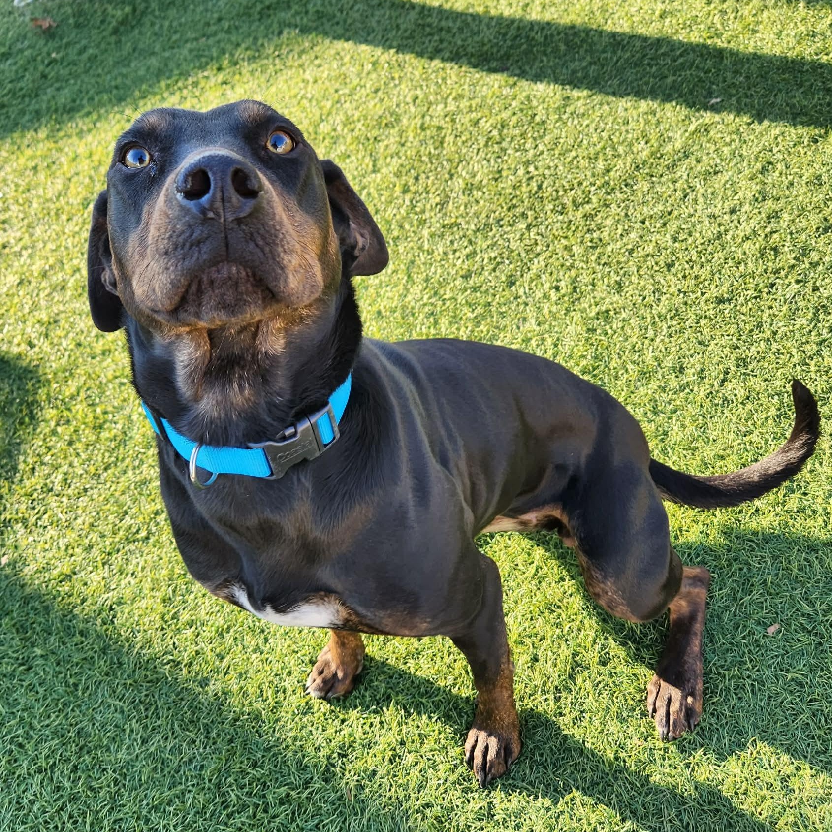 Edith , ADOPTABLE, Adult Female Hound.