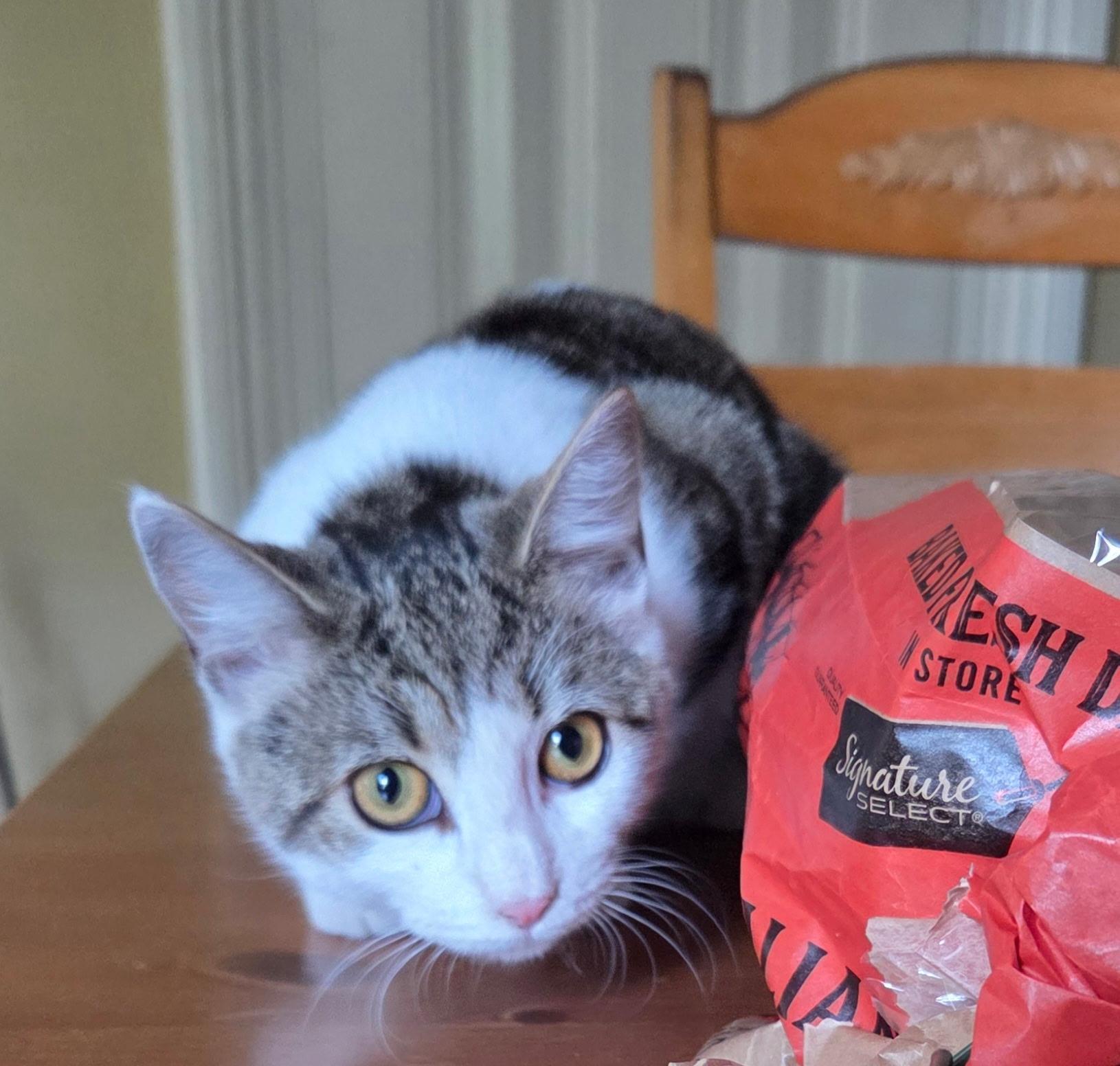 Stevie Nicks, a Adoptable Domestic Short Hair in Hoboken, NJ image 1/5