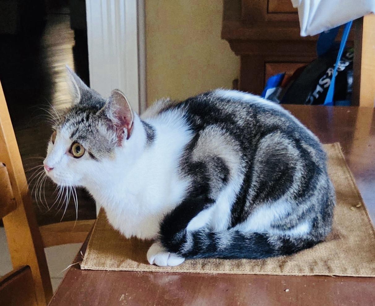 Stevie Nicks, a Adoptable Domestic Short Hair in Hoboken, NJ image 2/5