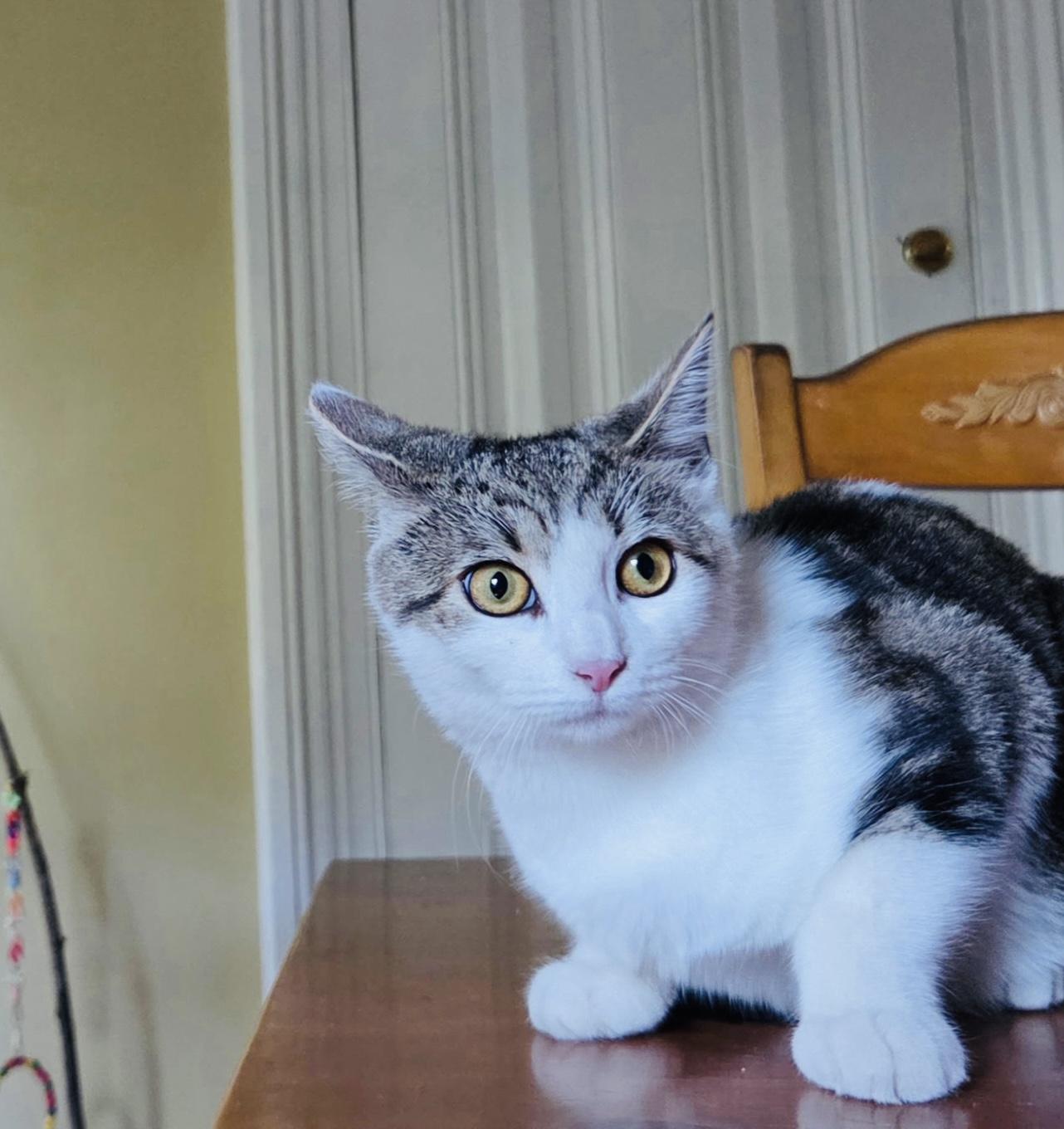 Stevie Nicks, a Adoptable Domestic Short Hair in Hoboken, NJ image 3/5