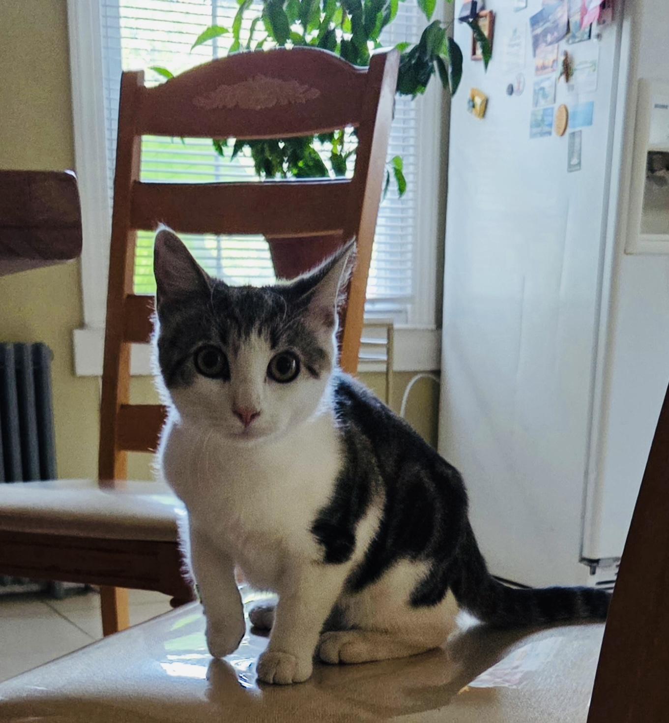 Stevie Nicks, a Adoptable Domestic Short Hair in Hoboken, NJ image 4/5