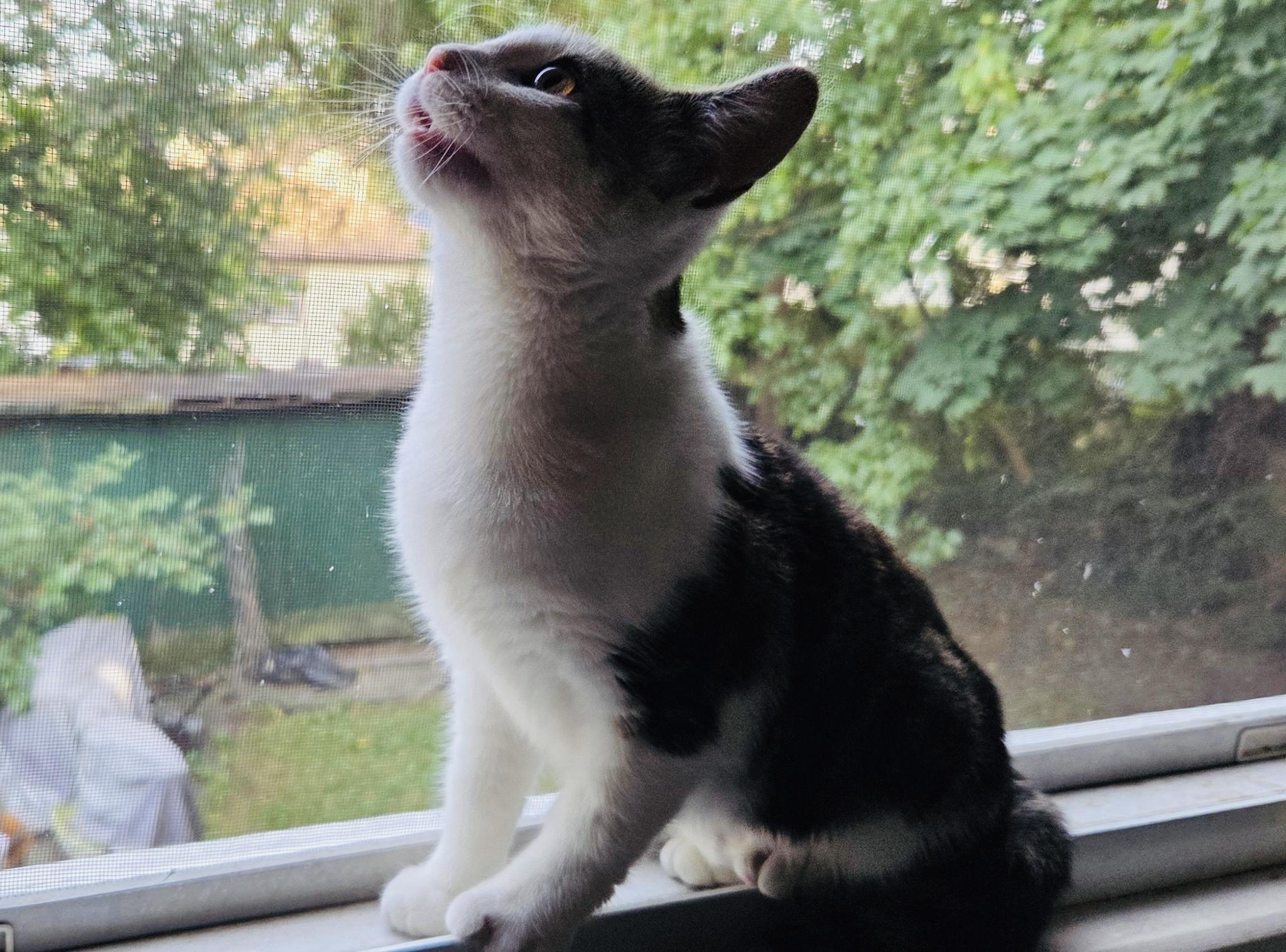 Stevie Nicks, a Adoptable Domestic Short Hair in Hoboken, NJ image 5/5