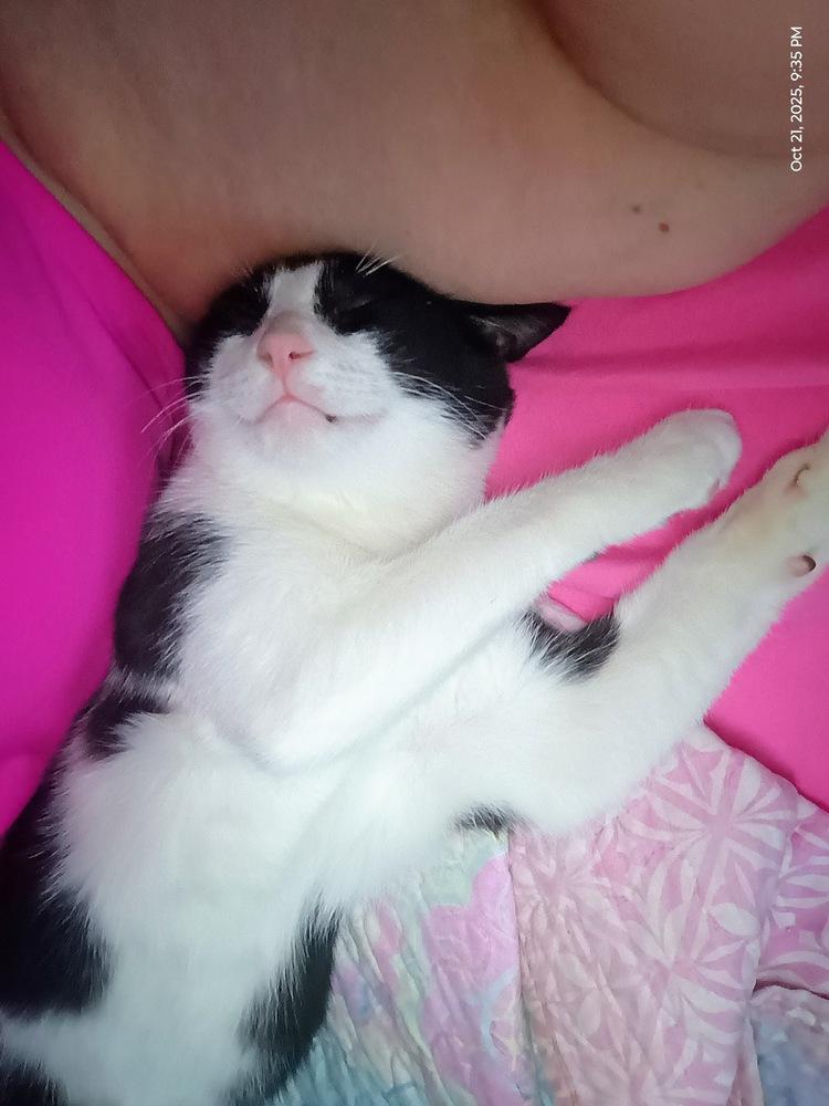 Elmer, Adoptable, Young Male Domestic Short Hair.