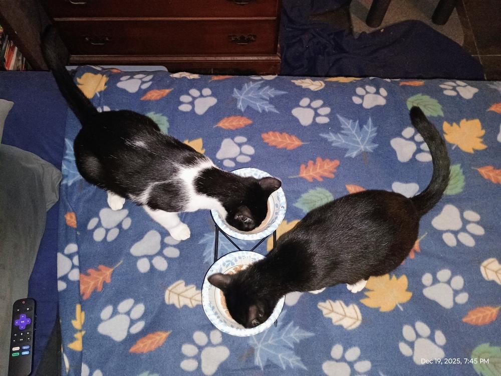 Enlarge Elmer, a Adoptable Domestic Short Hair in DELTONA, FL image 3/6