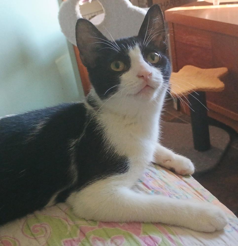 Enlarge Elmer, a Adoptable Domestic Short Hair in DELTONA, FL image 6/6