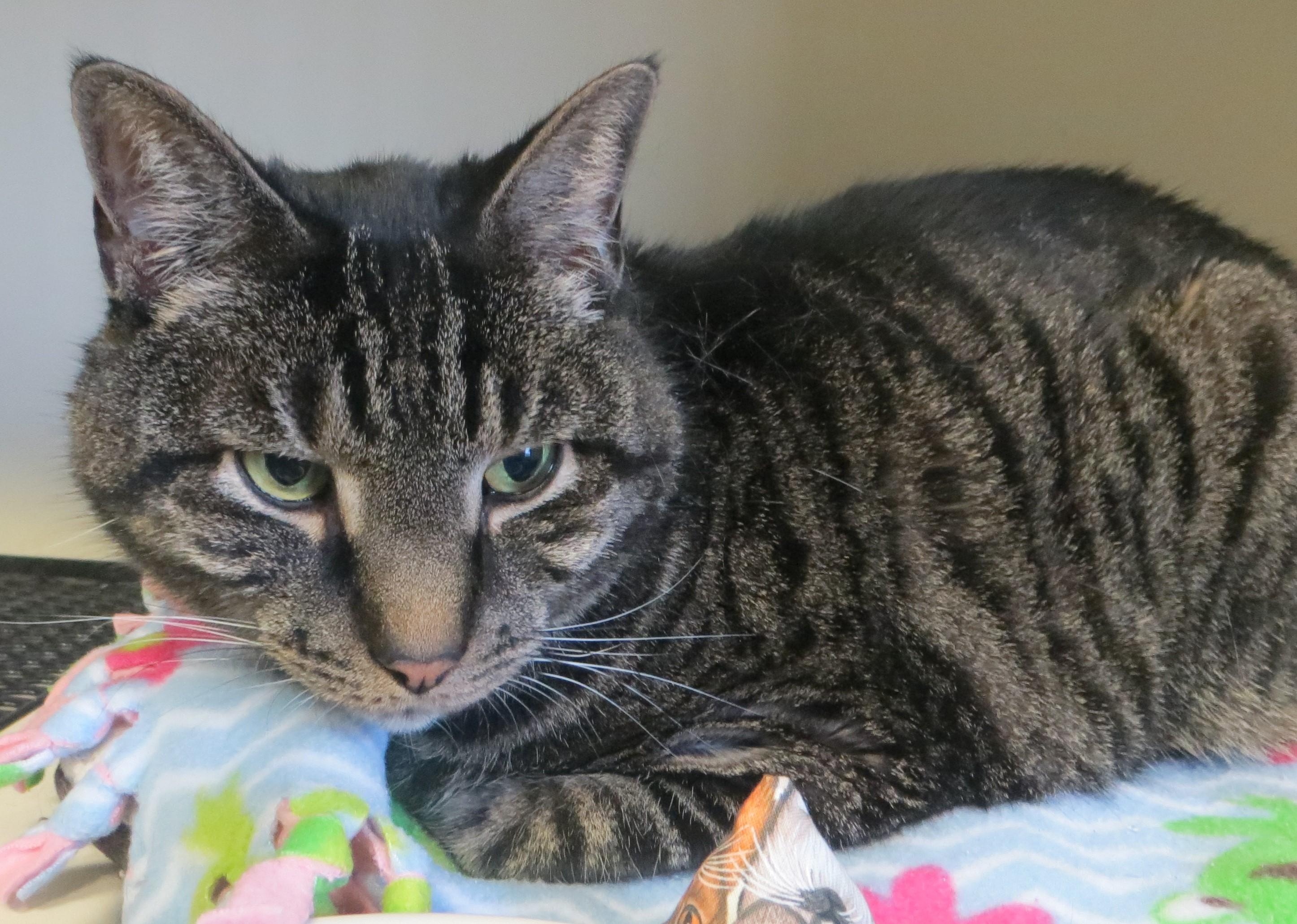 Enlarge ZIMBA, an adoptable Tiger in Taunton, MA image 3/6