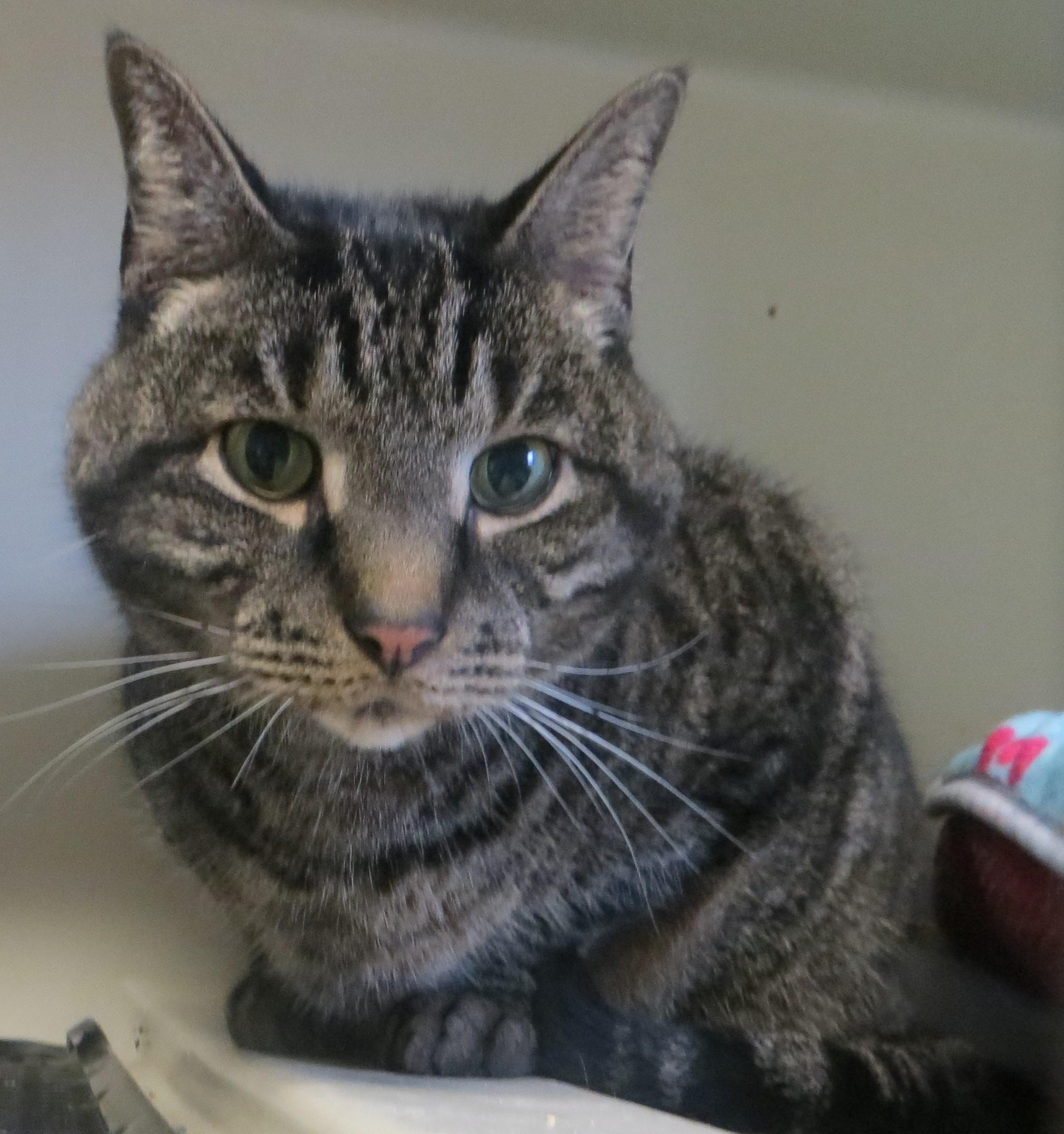 Enlarge ZIMBA, an adoptable Tiger in Taunton, MA image 4/6