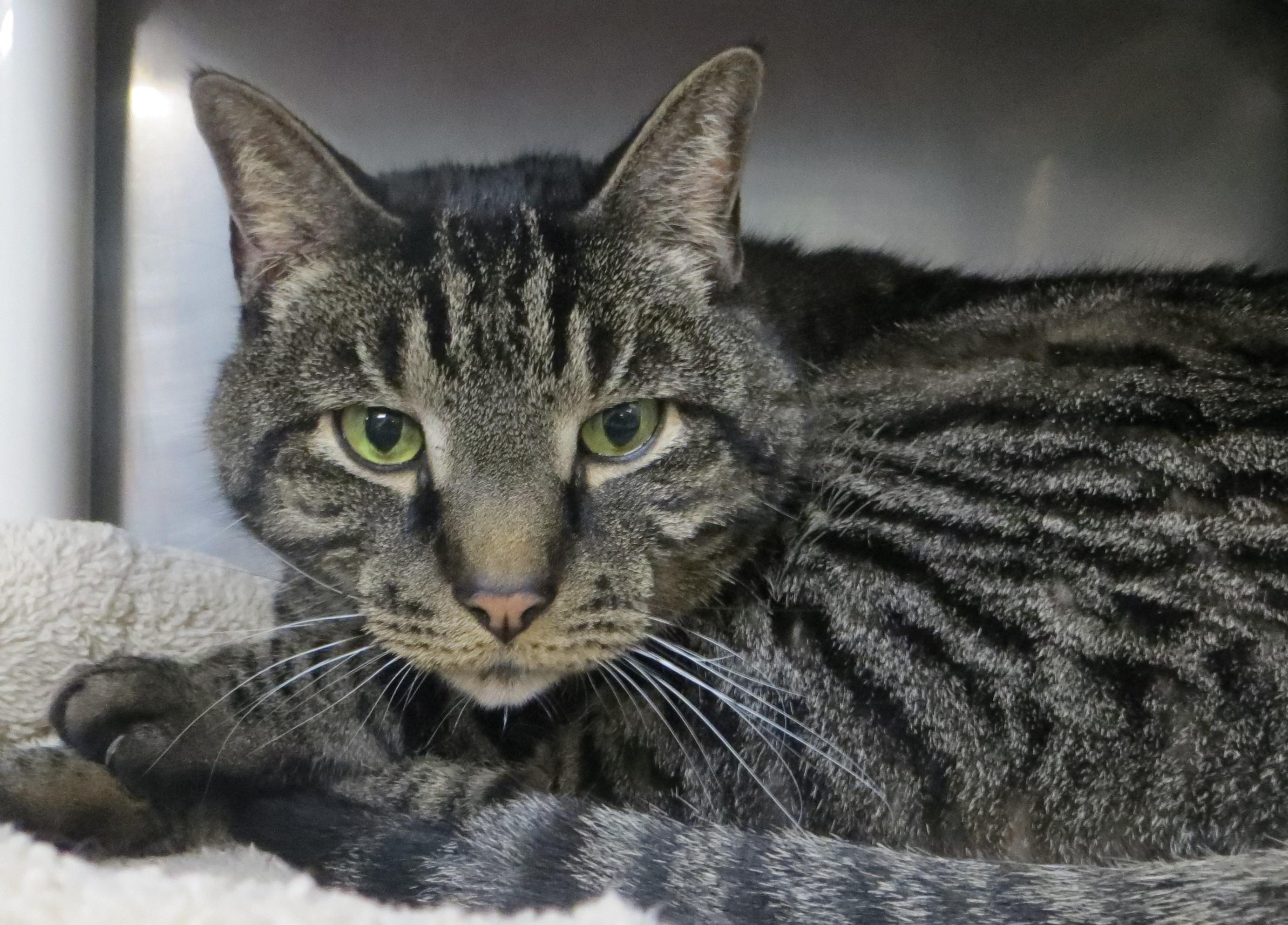 ZIMBA, adoptable, Adult Male Tiger.