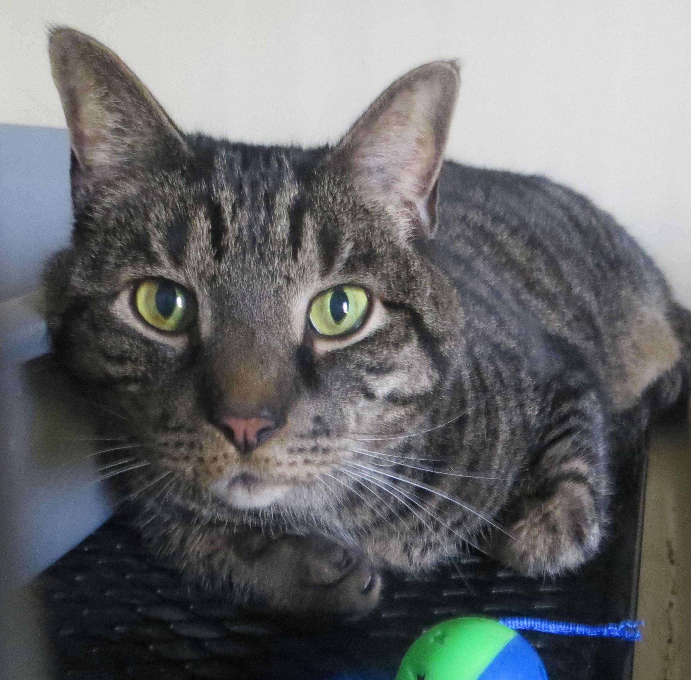 Enlarge ZIMBA, an adoptable Tiger in Taunton, MA image 2/6