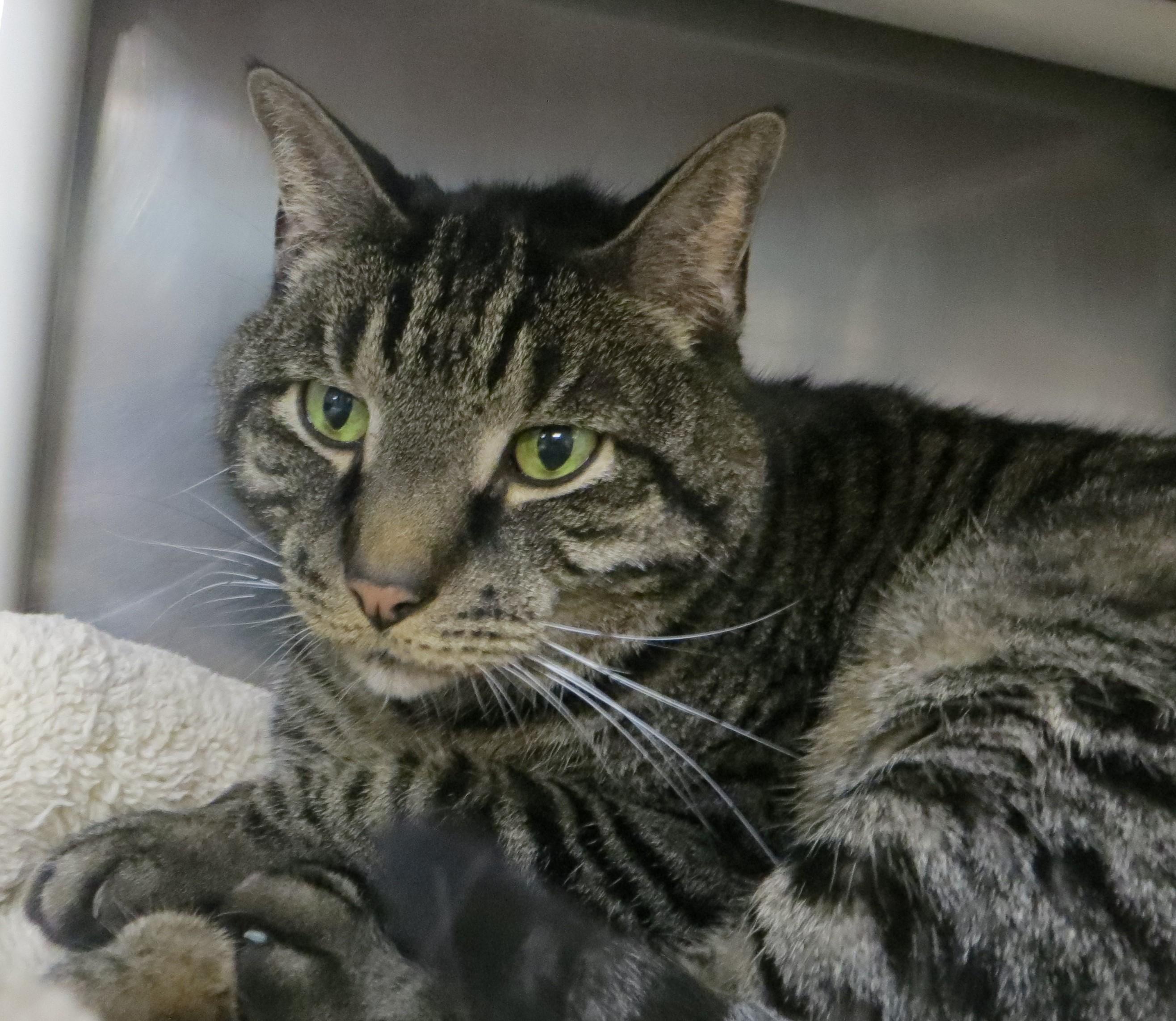Enlarge ZIMBA, an adoptable Tiger in Taunton, MA image 6/6