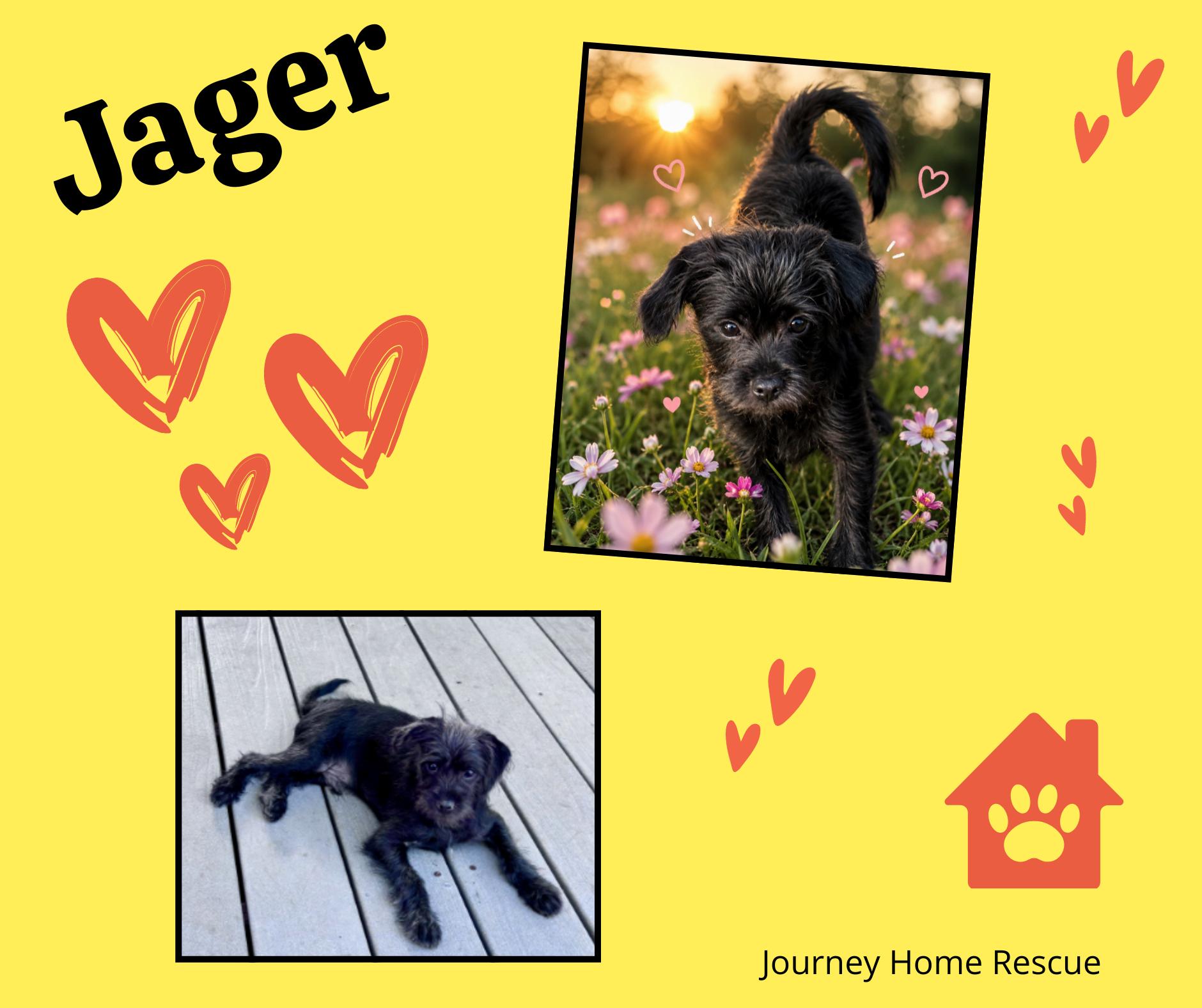 Jager, ADOPTABLE, Young Male Chihuahua & Shih Tzu.