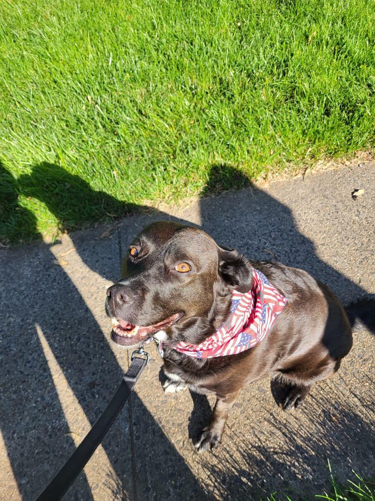 EBONY, a Adoptable Labrador Retriever in Cranbury, NJ image 1/6