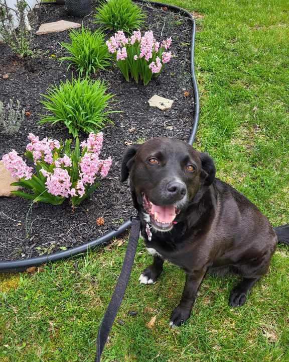 EBONY, a Adoptable Labrador Retriever in Cranbury, NJ image 5/6