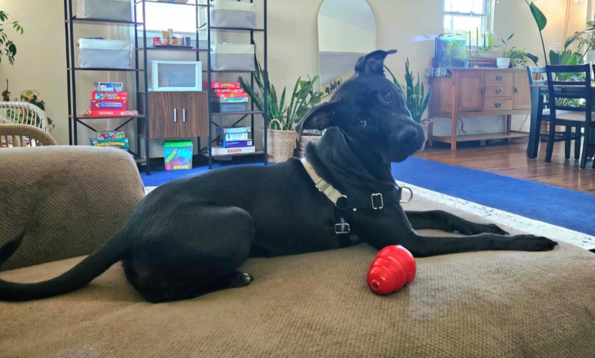 Lexie, a Adoptable mixed breed in Chesapeake Beach, MD image 4/6