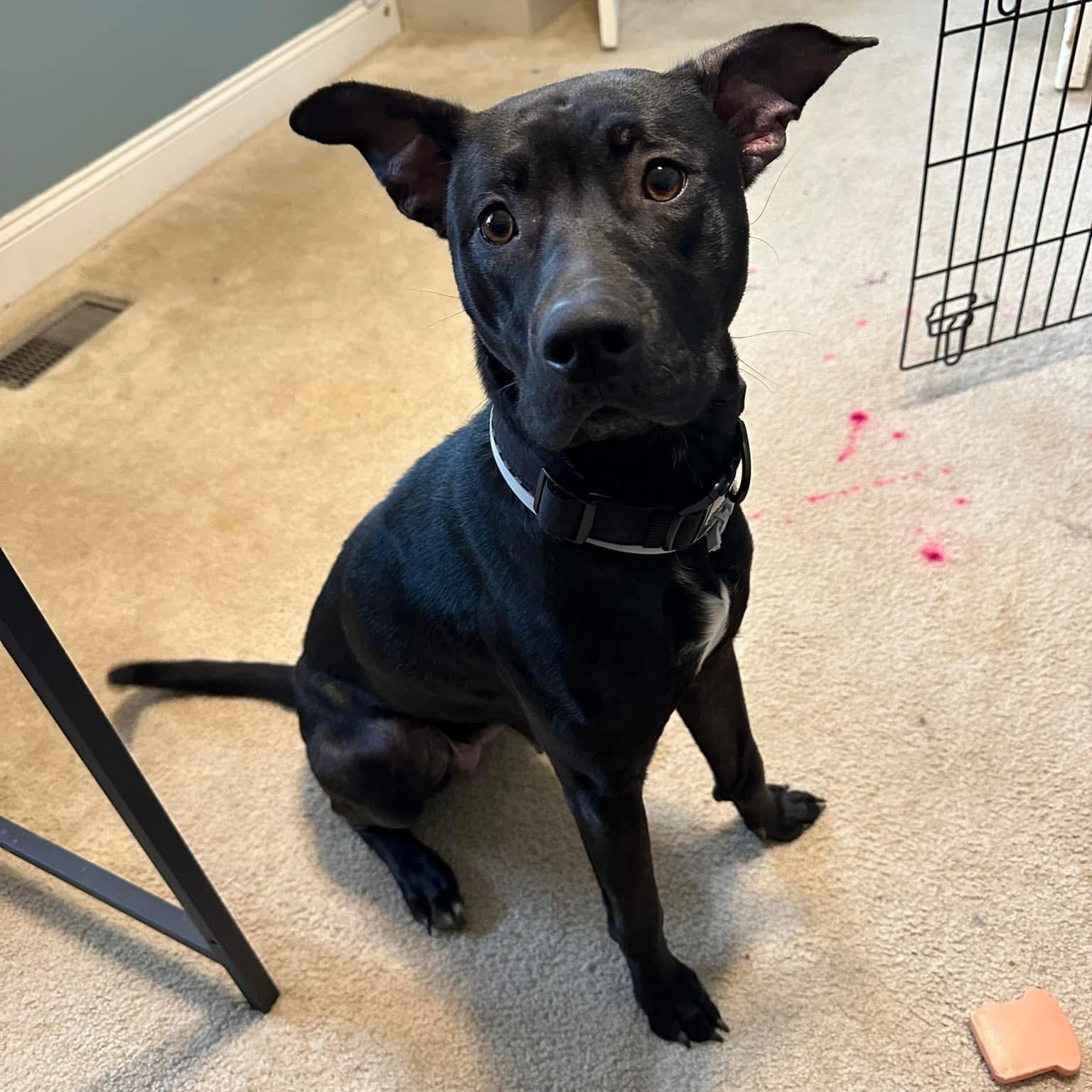 Lexie, a Adoptable mixed breed in Chesapeake Beach, MD image 5/6