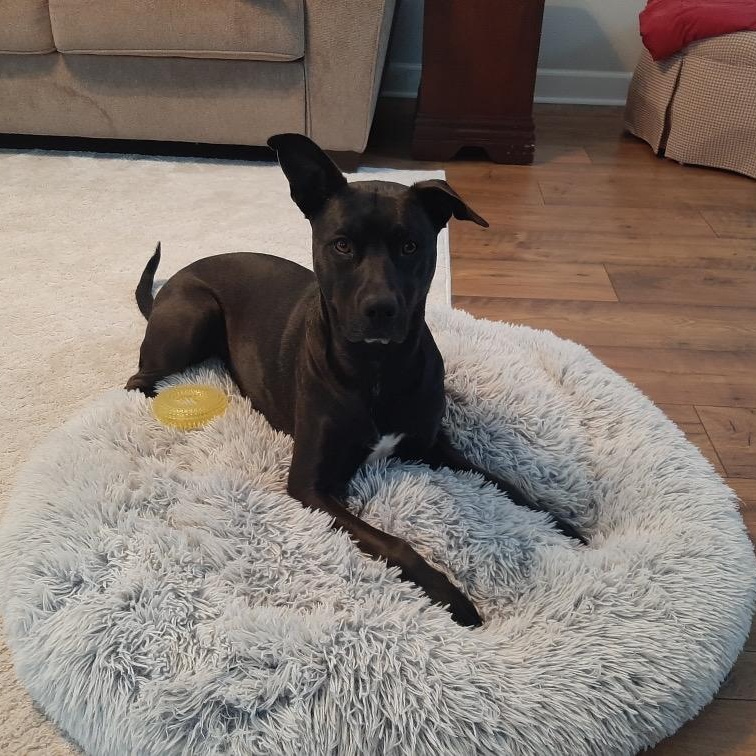 Lexie, Adoptable, Young Female Black Labrador Retriever.