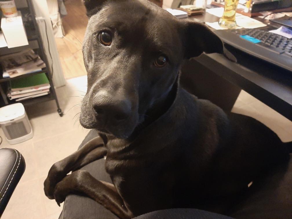 Enlarge Lexie, a Adoptable mixed breed in Chesapeake Beach, MD image 4/6